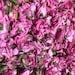 Load image into Gallery viewer, Holi Water - Pure Hydrosol Body Mist