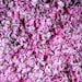 Load image into Gallery viewer, Holi Water - Pure Hydrosol Body Mist
